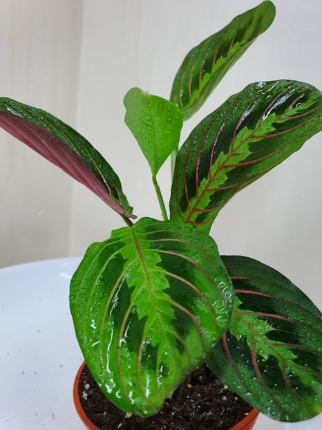  - Maranta LEUCONEURA -Fascinator Tricolour