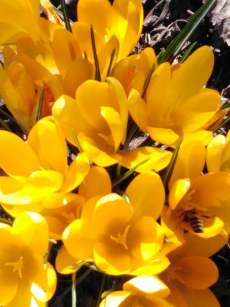  - dragostea  de natura