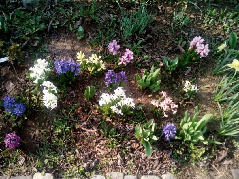  - Primăvară
