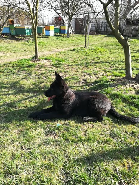  - Ciobănesc german linie de lucru