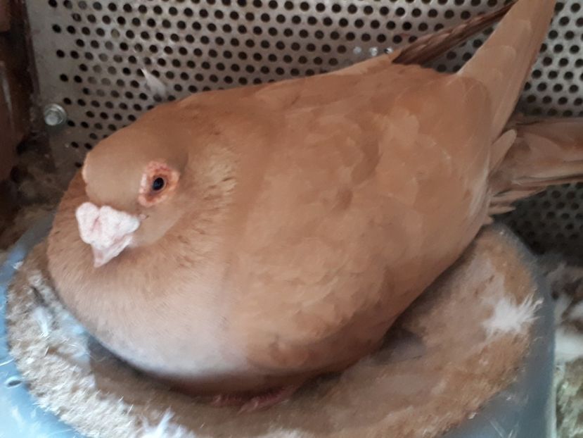 F - I3 _ tineret 2019