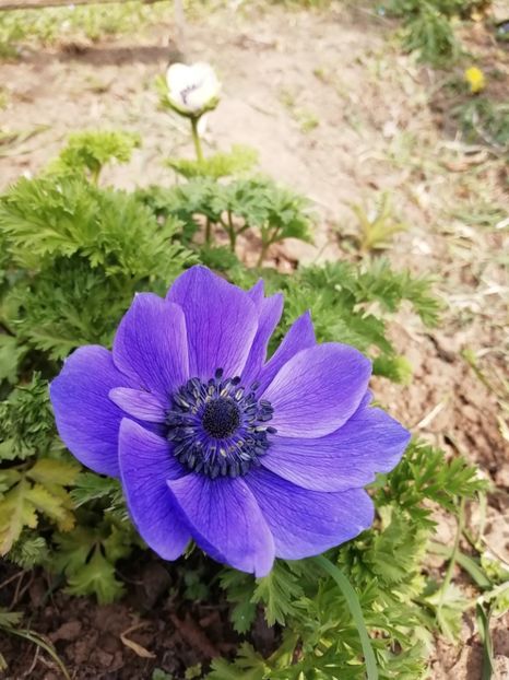 20.03-anemone - gradina 2020