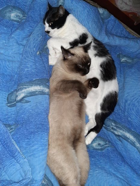  - Pisicii mei în martie 2020