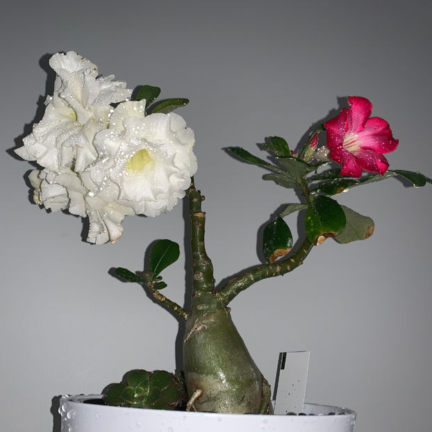 doi in unu :) :) :) - Plante de interior 2020