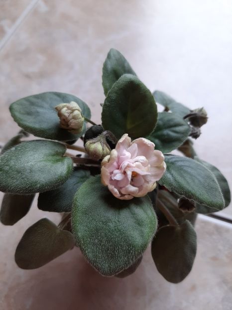  - Pink Mint