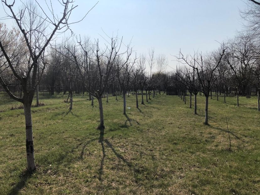 C43315A3-69D1-4560-8D33-0D23C0127DF1 - Livada