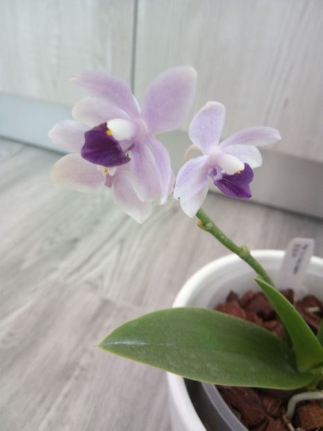  - florile mele dragi