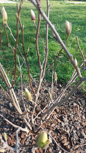 magnolia x soulangeana - Gradina si terasa PrimaLuce_7-Hello 2020
