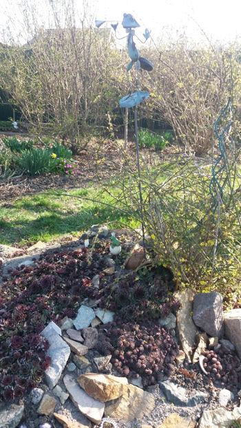 sempervivum spp. mix - Gradina si terasa PrimaLuce_7-Hello 2020