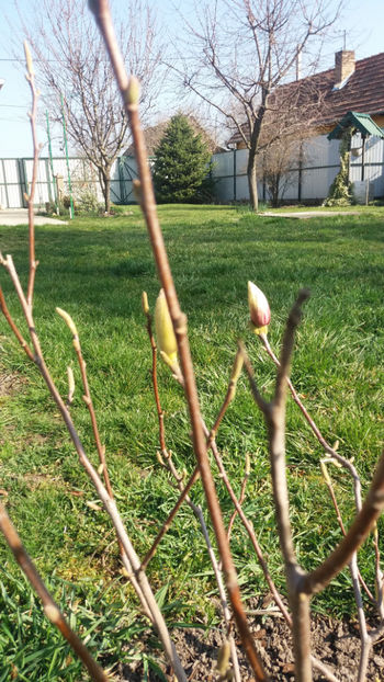 magnolia x soulangeana - Gradina si terasa PrimaLuce_7-Hello 2020