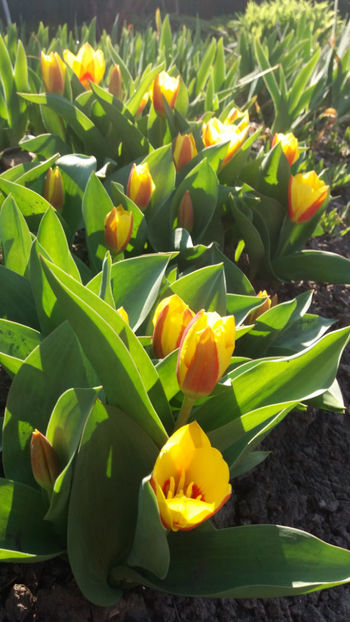 tulipa "stresa" - Gradina si terasa PrimaLuce_7-Hello 2020