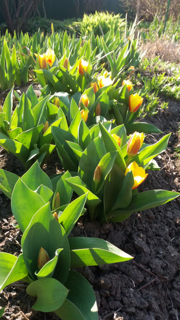 tulipa "stresa" - Gradina si terasa PrimaLuce_7-Hello 2020