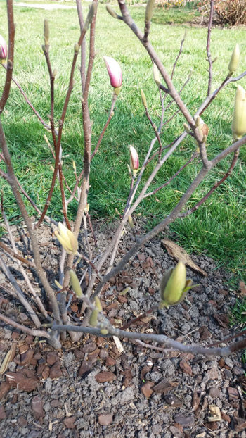 magnolia x soulangeana - Gradina si terasa PrimaLuce_7-Hello 2020