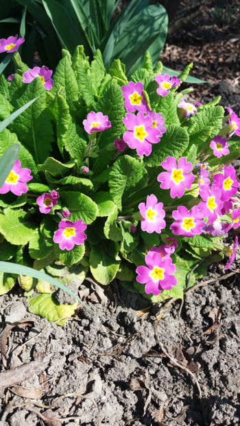primula spp hybr. - Gradina si terasa PrimaLuce_7-Hello 2020
