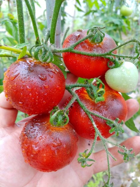 CHERRY BING WING (3) - CHERRY BING WING