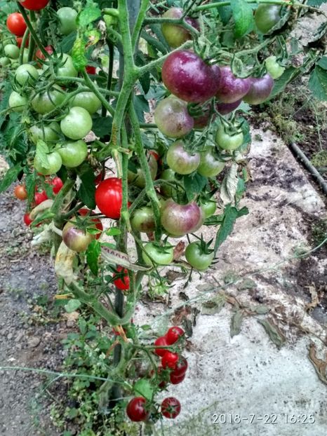 CHERRY BING WING (82) - CHERRY BING WING