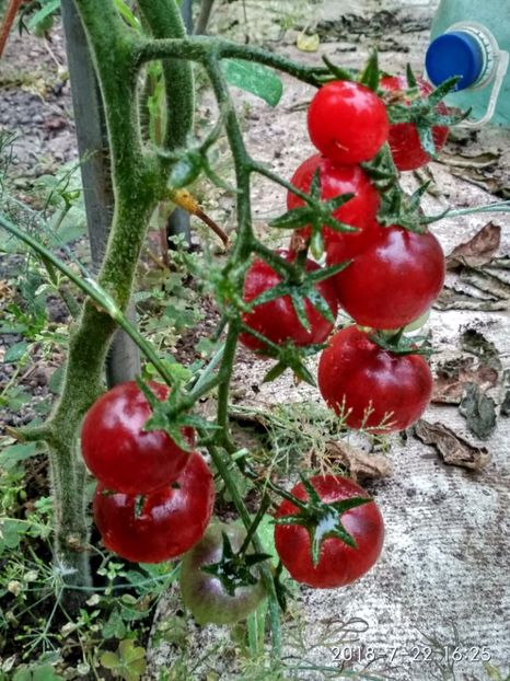 CHERRY BING WING (83) - CHERRY BING WING