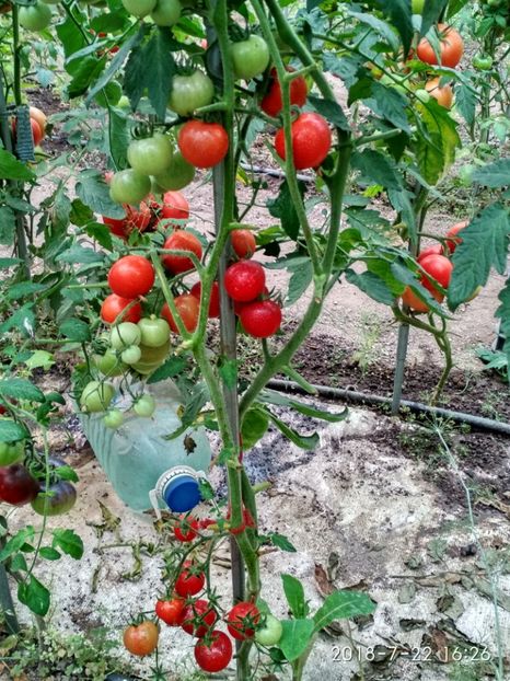 CHERRY BING WING (88) - CHERRY BING WING