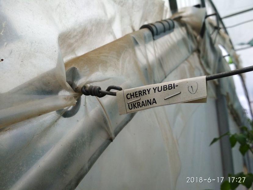 CHERRY YUBBY PRIMELE (3) - CHERRY YUBBY