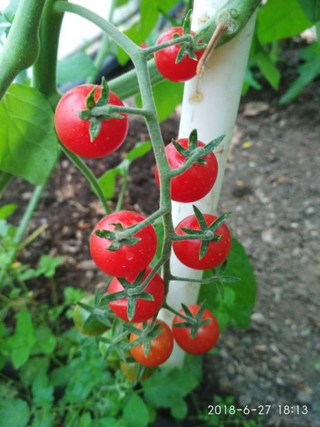 CHERRY YUBBY PRIMELE - CHERRY YUBBY