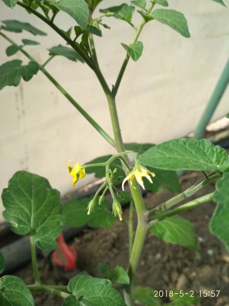 CHERRY YUBBY-PRIMA FLOARE DIN SOLAR (1) - CHERRY YUBBY