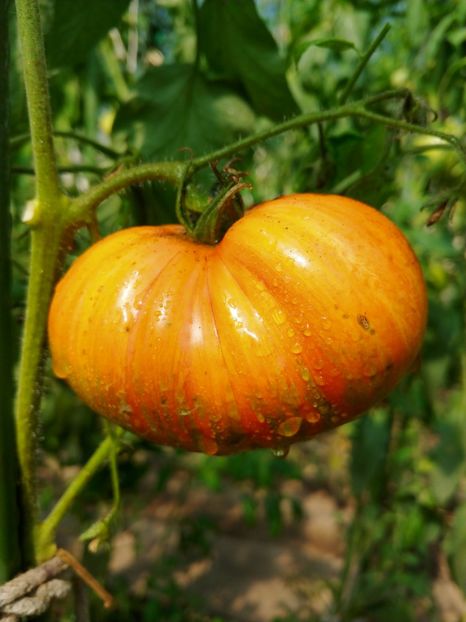 CHOCOLATE STRIPES (1) - CHOCOLATE STRIPES