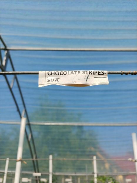 CHOCOLATE STRIPES (2) - CHOCOLATE STRIPES