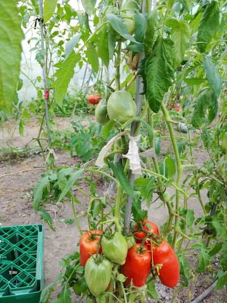 CORNO DE ANDES  (6) - CORNO DE ANDES 2018