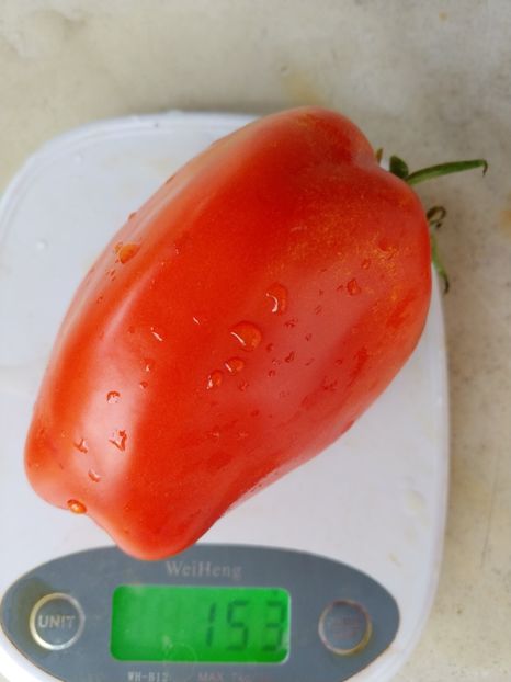 CORNO DE ANDES  (11) - CORNO DE ANDES 2018