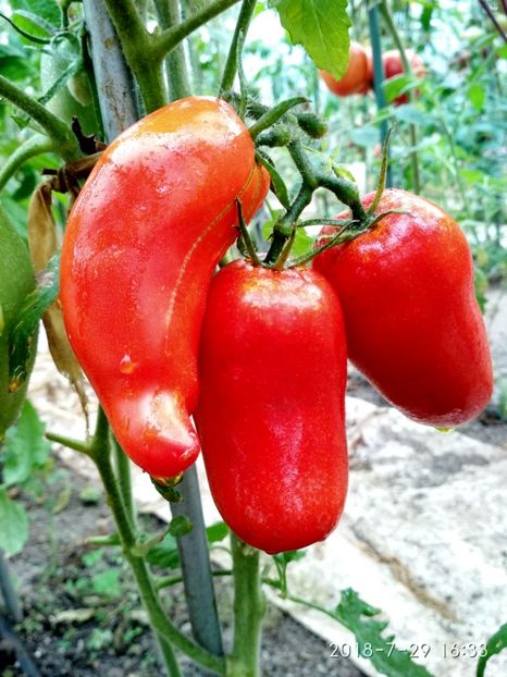 CORNO DE ANDES (20) - CORNO DE ANDES 2018