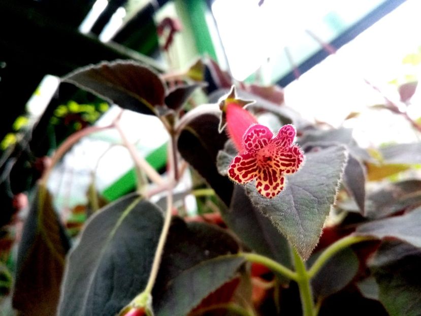 received_562747077640713 - Kohleria 2020