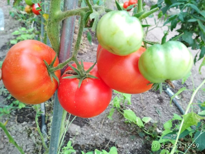 COSMONAUT VOLKOV (19) - COSMONAUT VOLKOV