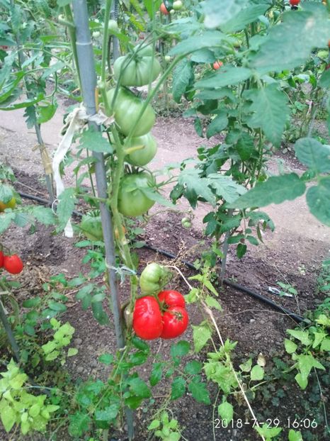 COSMONAUT VOLKOV (26) - COSMONAUT VOLKOV