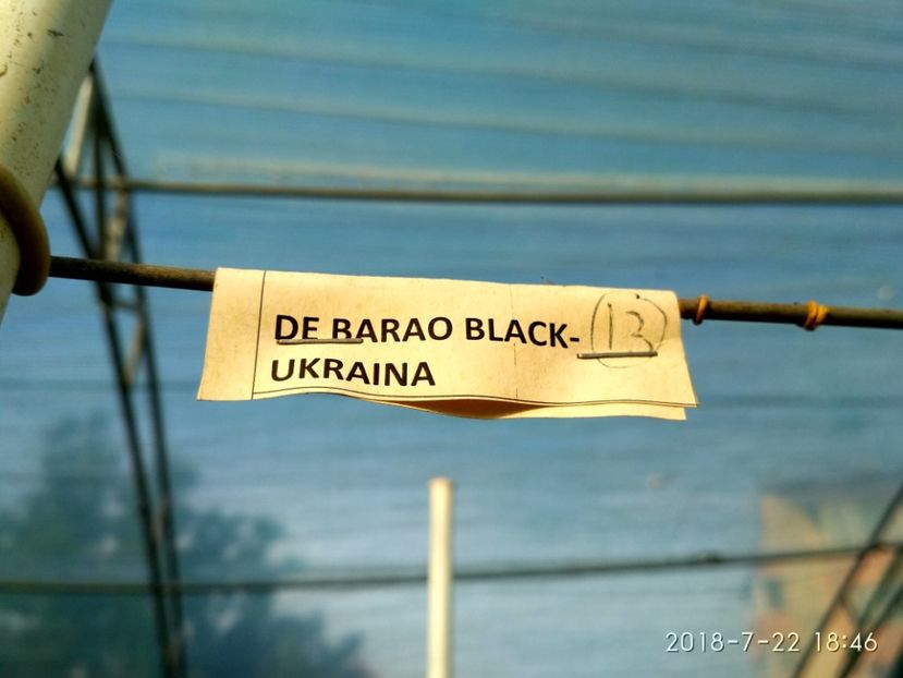 DE BARAO BLACK (41) - DE BARAO BLACK
