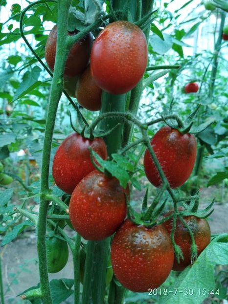 DE BARAO BLACK (46) - DE BARAO BLACK