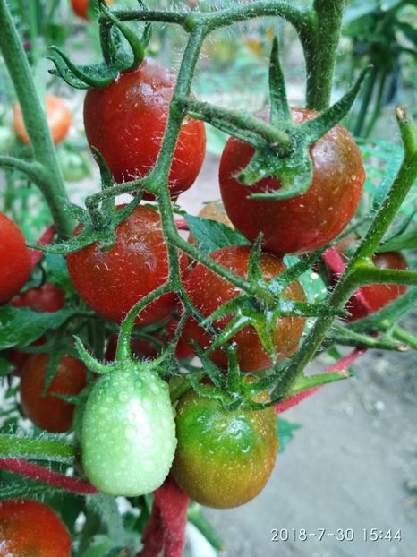 DE BARAO BLACK (50) - DE BARAO BLACK