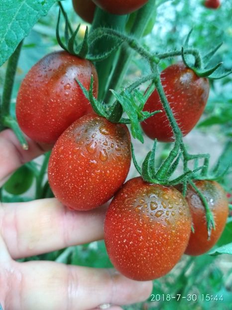 DE BARAO BLACK (53) - DE BARAO BLACK