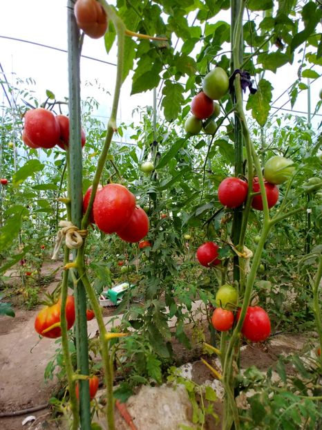 DE BARAO ROYAL (3) - DE BARAO ROYAL