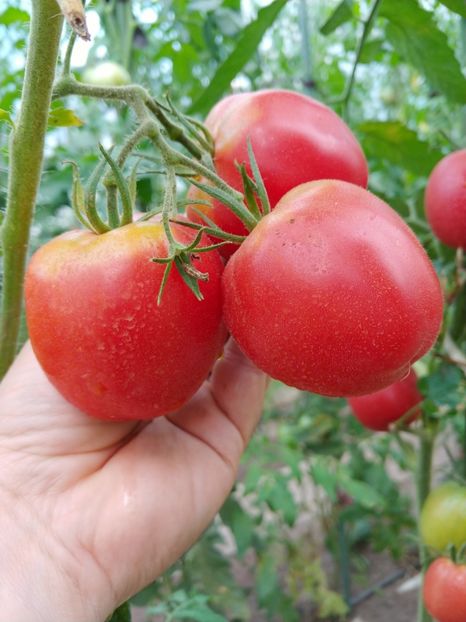 DE BARAO ROYAL (5) - DE BARAO ROYAL