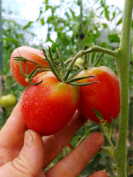 DE BARAO ROYAL (8) - DE BARAO ROYAL