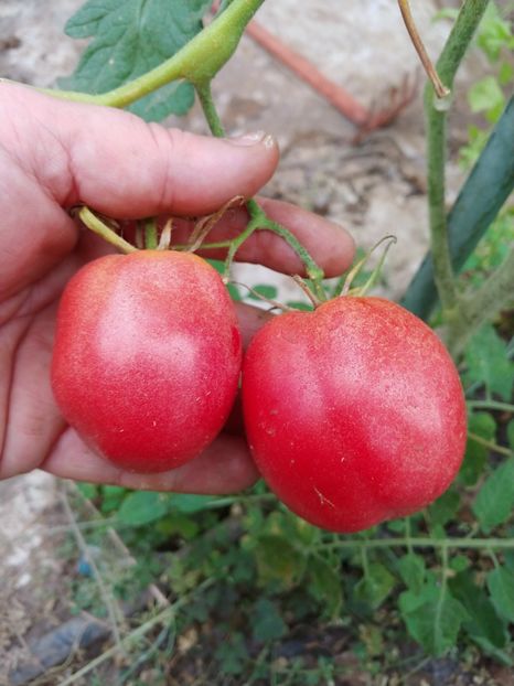 DE BARAO ROYAL (10) - DE BARAO ROYAL