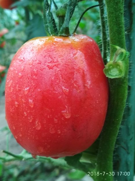 DE BARAO ROYAL (22) - DE BARAO ROYAL