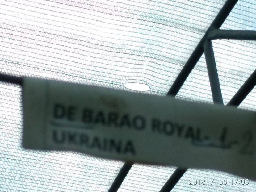 DE BARAO ROYAL (24) - DE BARAO ROYAL