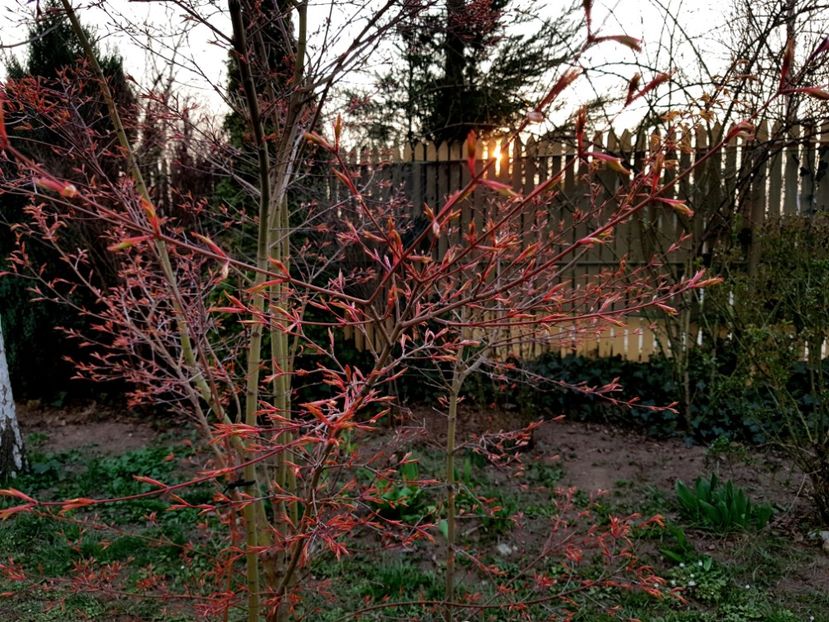 Acer Katsura - 2020 Martie