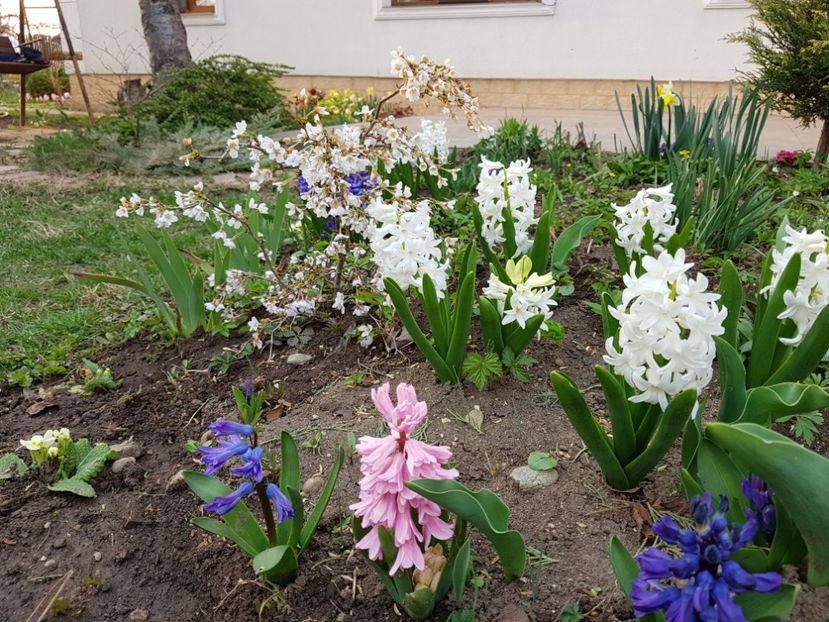 Zambile White Pink si panselute - 2020 Martie