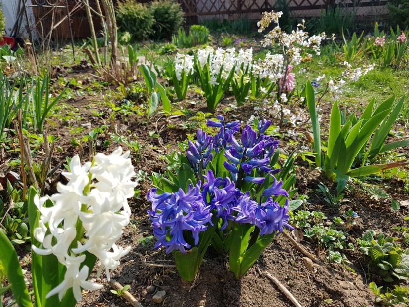 Aiolles si Atlantic - 2020 Zambile