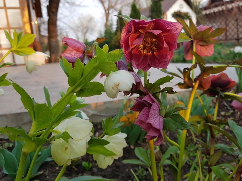  - 2020 Helleborus