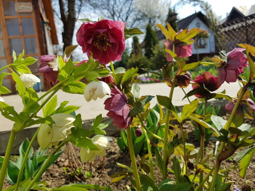  - 2020 Helleborus