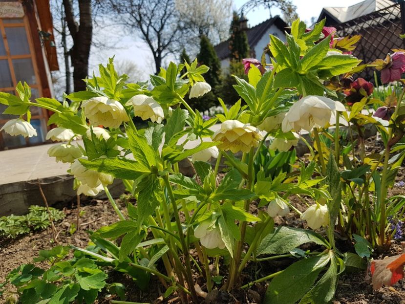  - 2020 Helleborus