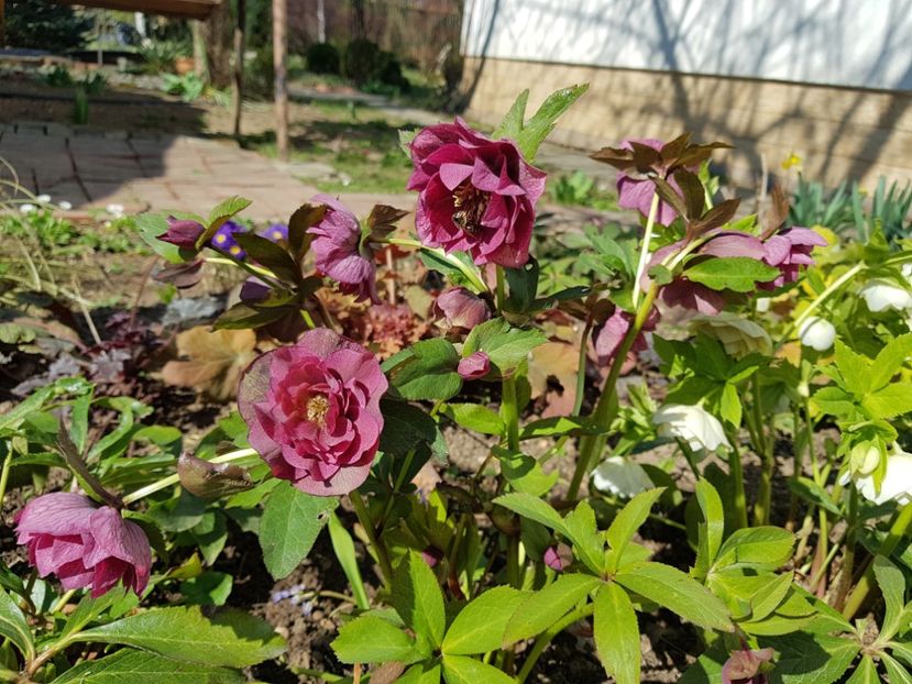  - 2020 Helleborus